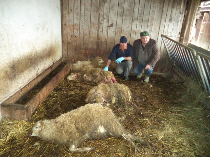 Srbac: Psi lutalice zaklali sedam ovaca