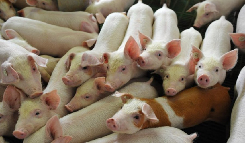 Otvorena najsavremenija domaća farma svinja