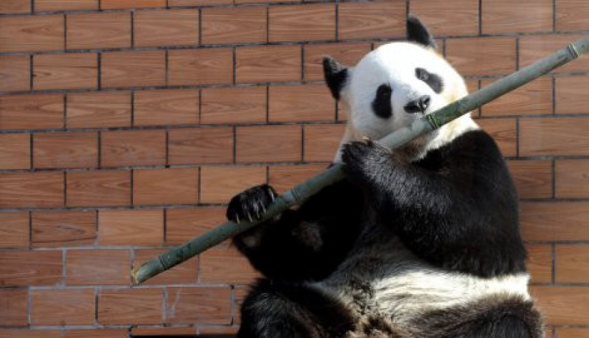 Панда која свира флауту одушевила свијет