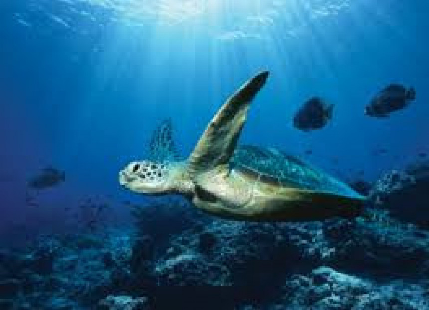 Okeanski svijet izumire