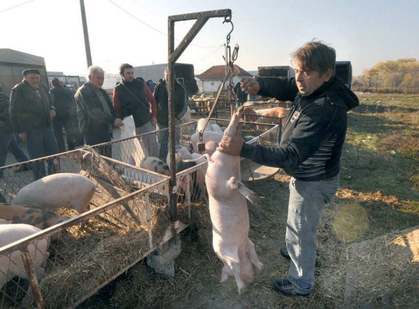 Uvoz svinja u Srpskoj uništio svinjare