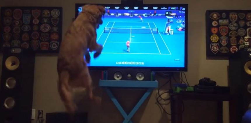 Видео: Он је ЛУД за тенисом!