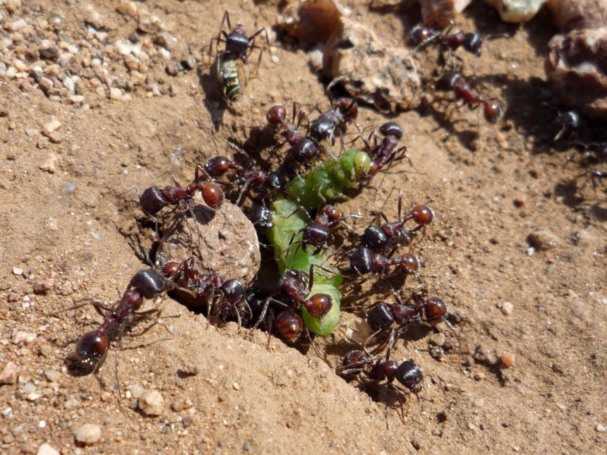 Мрави киселином стерилизују своје "домове"
