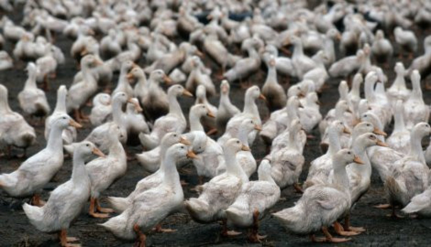 Уништено више од 100.000 патака због птичјег грипа