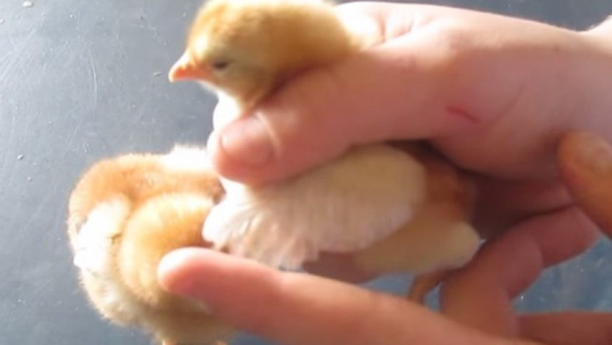 Posao od 55.000 evra godišnje niko neće