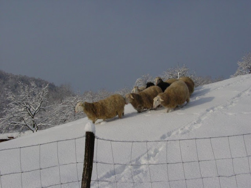 Ovce uginule u snježnoj mećavi