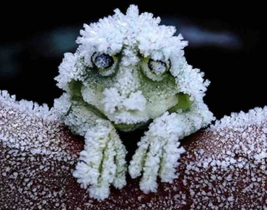 Ова жаба се заиста смрзне!