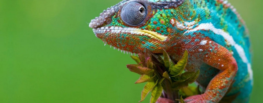 Naučnici otkrili tajnu magičnih boja kameleona