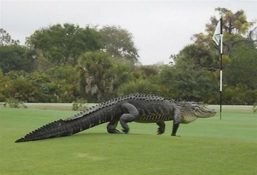 Video: Aligator na terenu - golferi ''bežanija''!!!