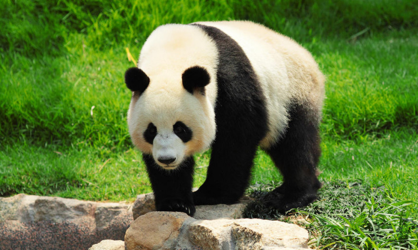 Добио 80.000 долара одштете јер га је напала дивља панда