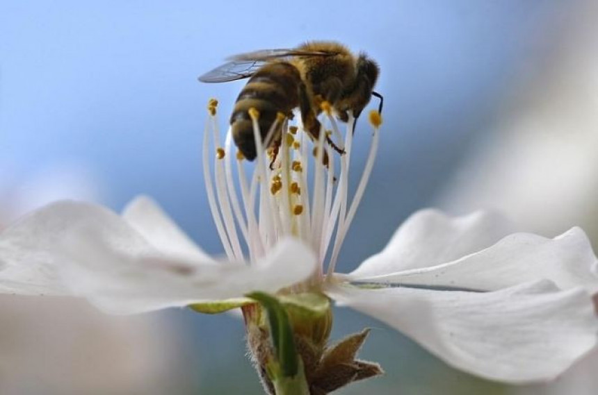 Pčele umiju da računaju i da prepoznaju lica