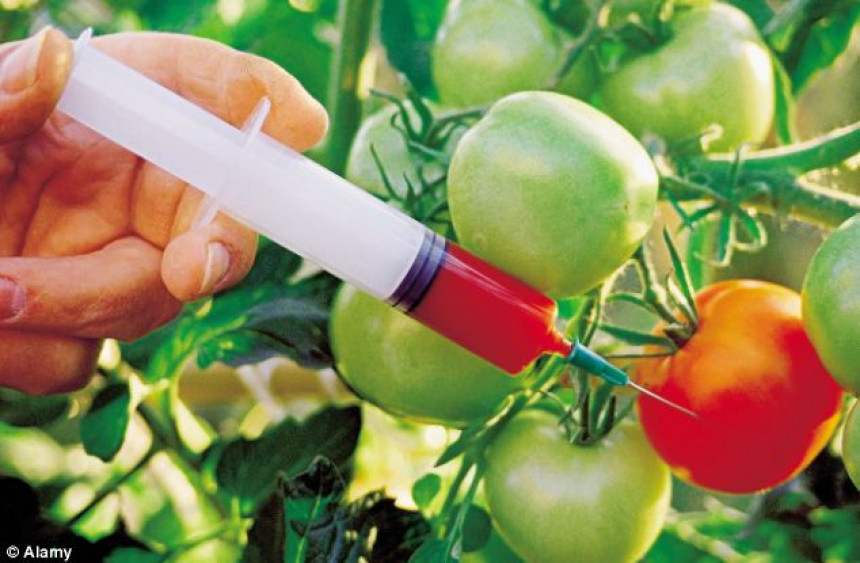 Диже ли Влада Србије рампу за ГМО?