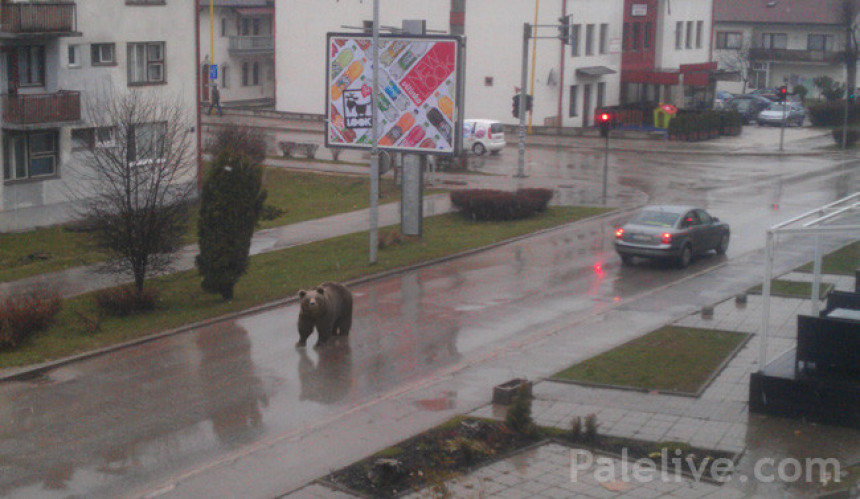 Medvjed na ulicama Pala ipak bio šala!