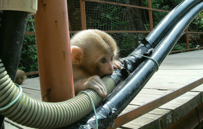  Мајмуни коче развој интернета