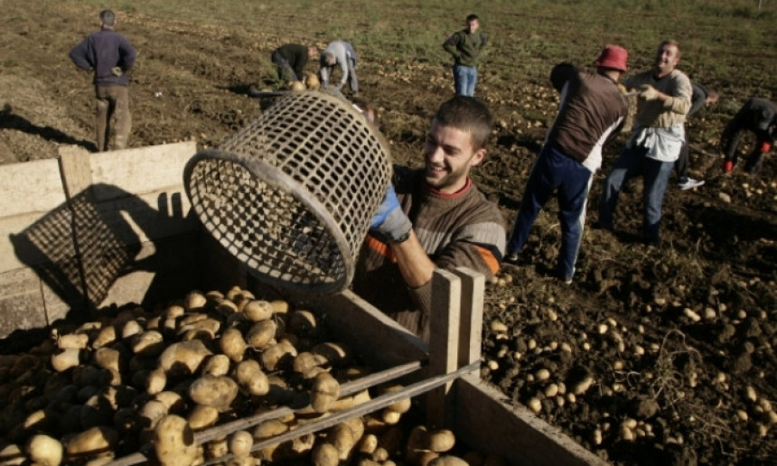 Izvezeno više od 2.000 tona krompira iz BiH