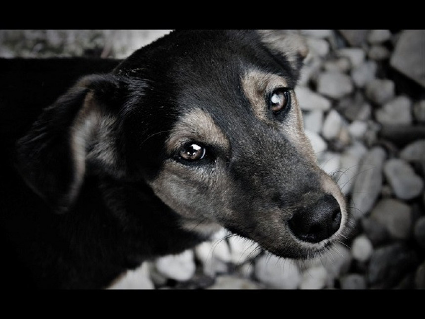 Србија: Пси убијени на монструозан начин
