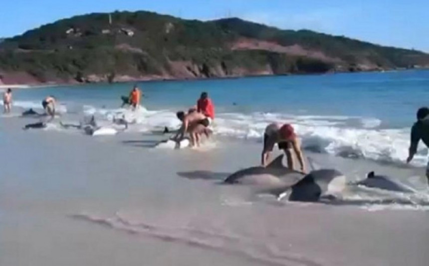 Насукало се око 150 делфина на плажи 