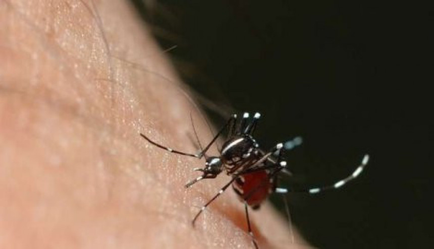 Evo zašto komarci neke ljude ujedaju, a druge ne