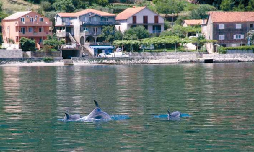 Делфини допливали у Боку Которску