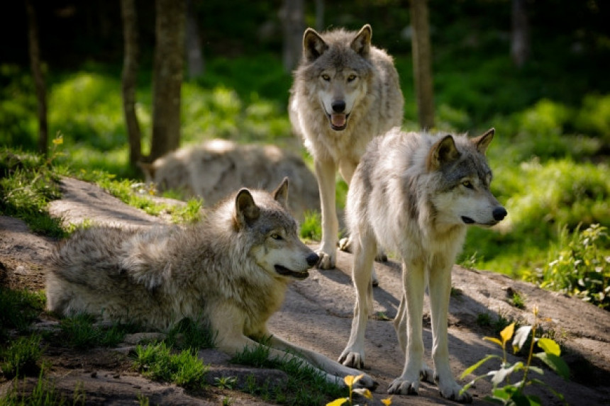 Najezda vukova u Trebinjskoj šumi