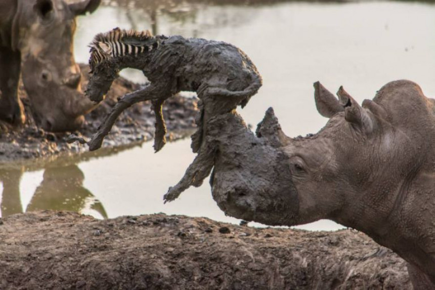 Da li su nosorozi i zebre na ivici istrebljenja?