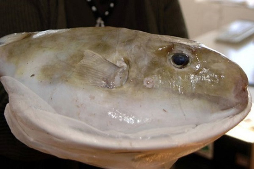 У Дубровнику уловљена смртоносна риба