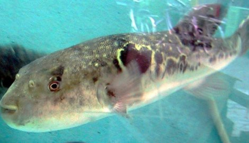 У Дубровнику уловљена најотровнија риба на свијету