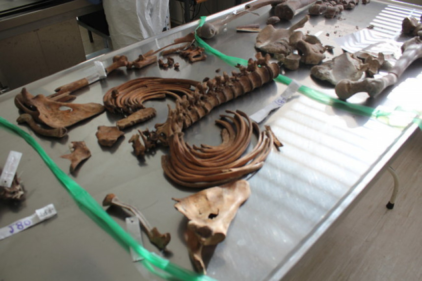Идентификација скелетних остатака на Озрену