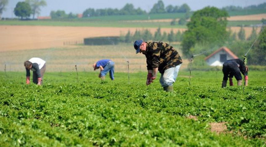 Италија тражи 13.000 сезонских радника