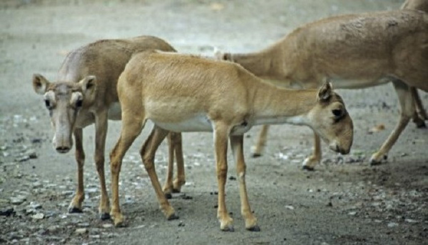 U Aziji uginulo 85 hiljada antilopa