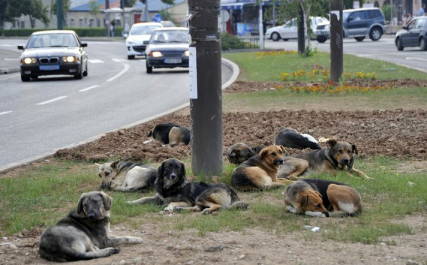 Pretukli ih jer su sklonili lutalice sa ulice