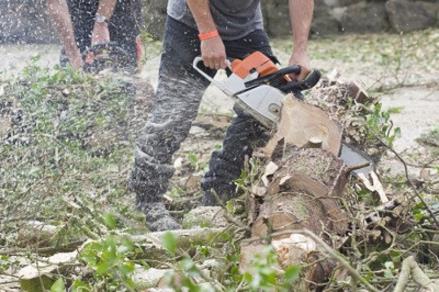 Bespravno se koristi 22.000 ha šuma