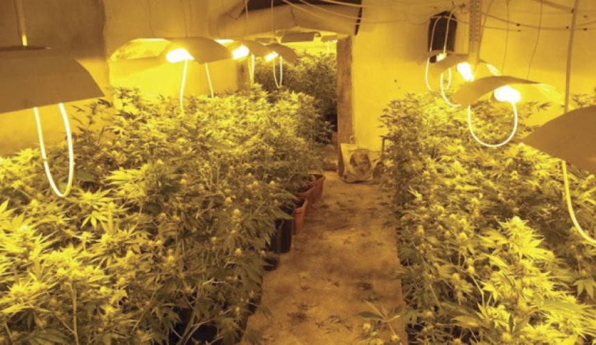 Откривена лабораторија за марихуану