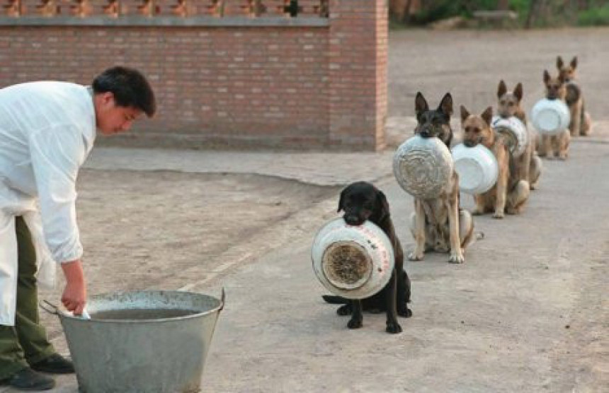 Policijski psi u Kini čekaju u redu za hranu 