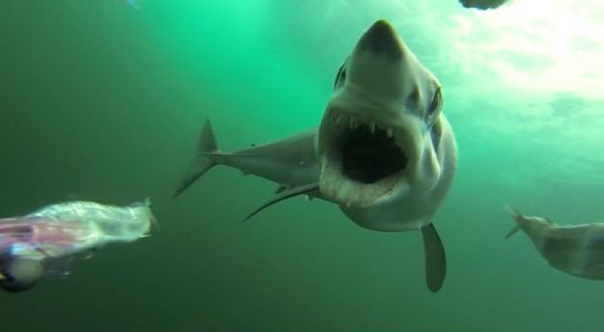 Хорор: Ајкула изгризла двоје дјеце у САД