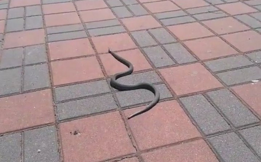 Змија пред улазом у зграду Владе Брчког