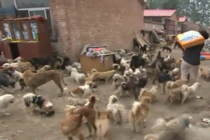 Kineskinja spasila 100 pasa od lonca