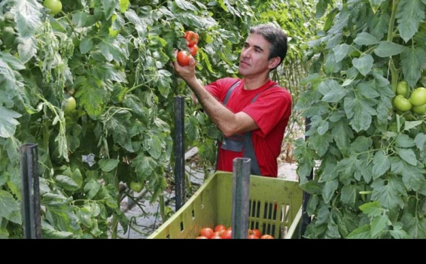 Парадајз руши рекорде