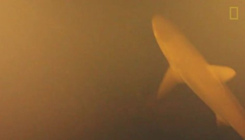 Ајкуле пронађене у кратеру вулкана 