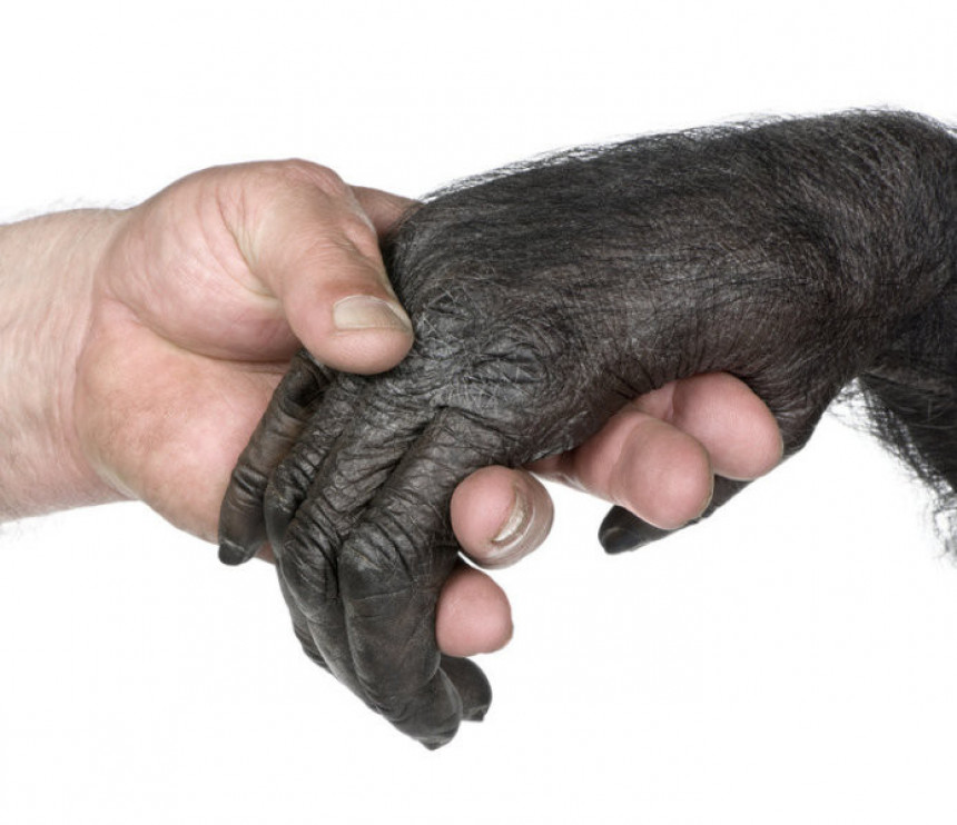 Човјечија рука примитивнија од шимпанзине?