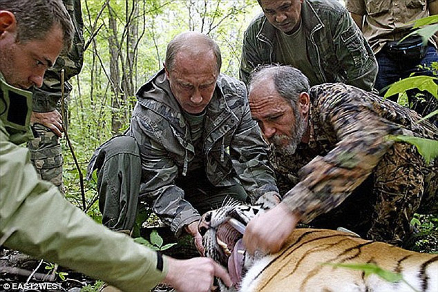 Путинов тигар убио и појео медвједа