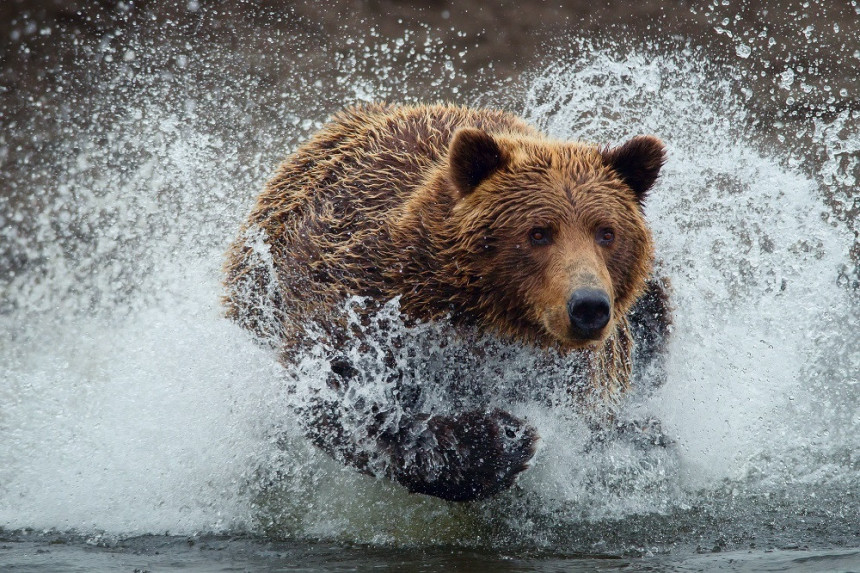 Медвјед се купао у Охридском језеру