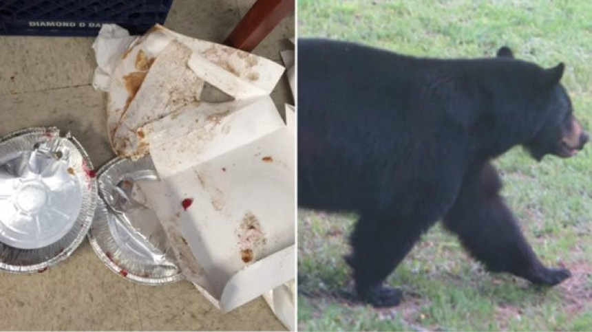Medvjed provalio u pekaru i pojeo 24 pite