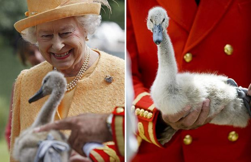 Počelo godišnje prebrojavanje kraljičinih labudova 
