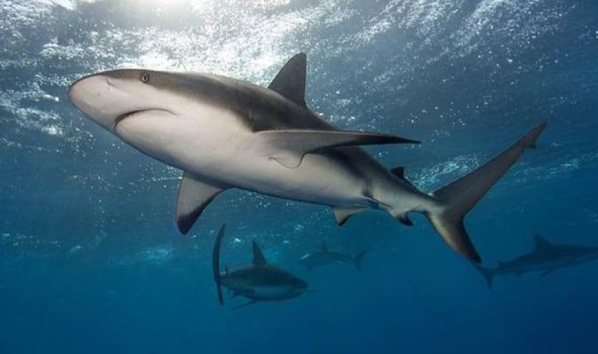 Да ли имате разлога да се плашите ајкула?