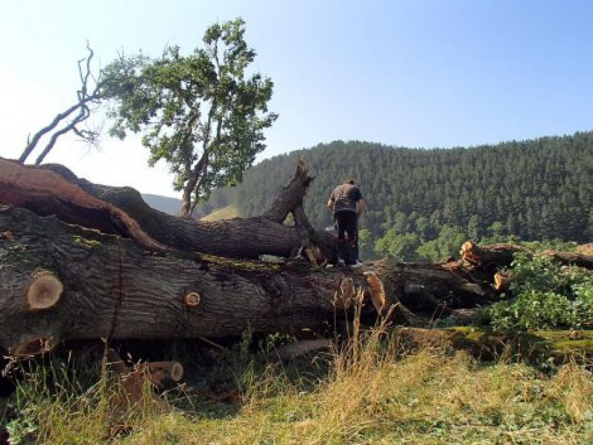 Srbija: Posjekli drvo staro šest vijekova