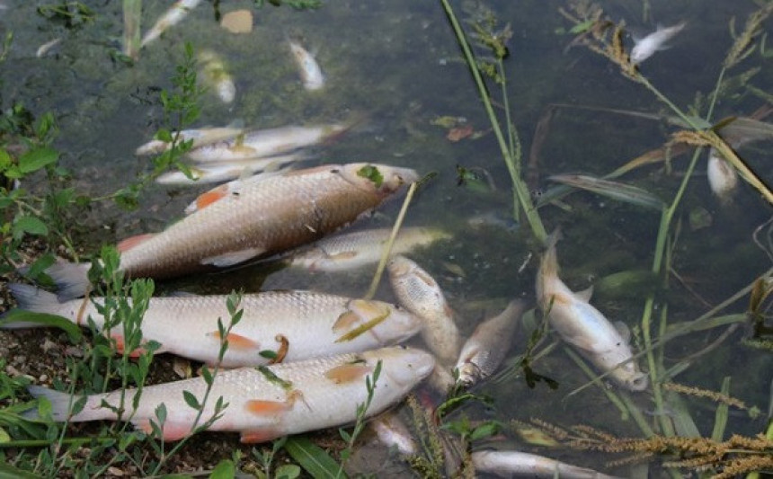 Грачаница: Помор рибе у ријеци Соколуши