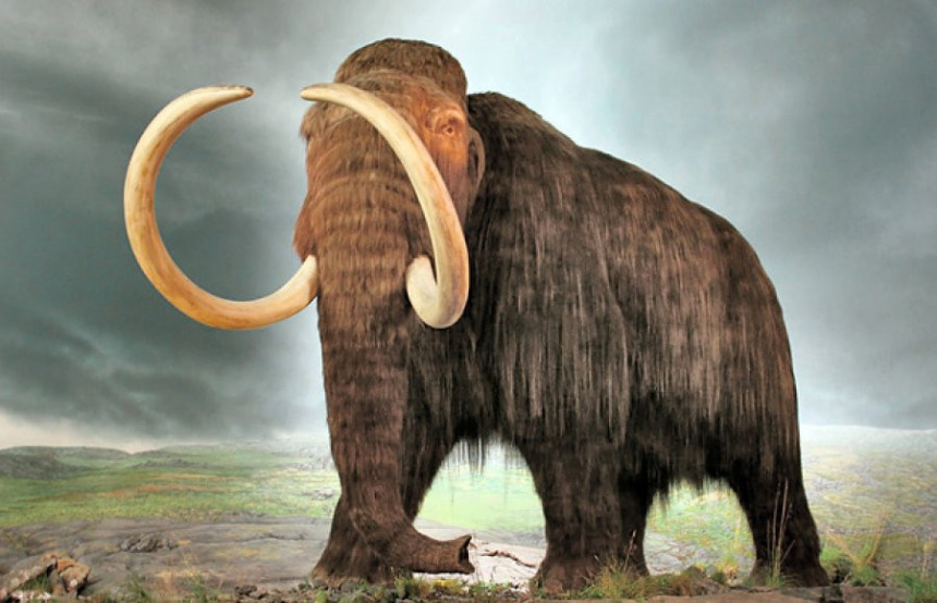 Zašto su iščezli mamuti?