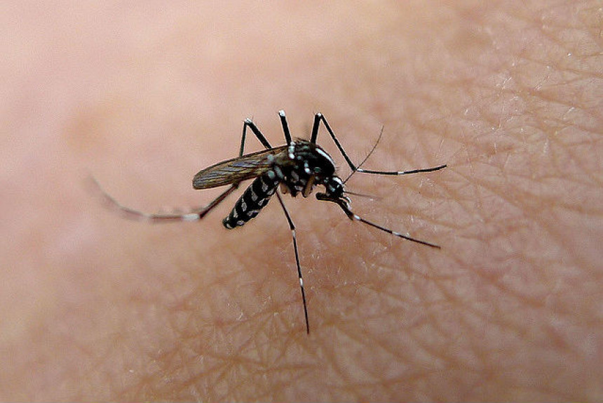 Kako da ublažite reakciju na ujed komaraca