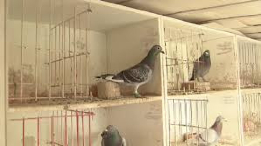 Белгија: Нестало 24 хиљаде голубова 